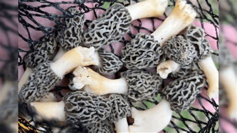 Prime Time For Morel Mushroom Hunting A Delicious Hidden Treasure With