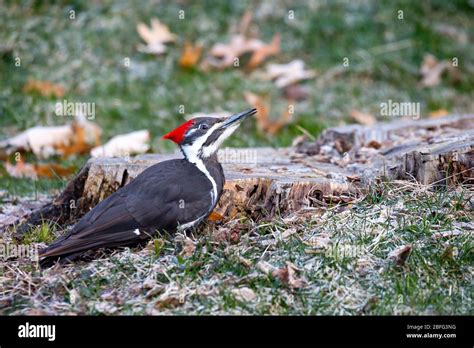 Female Pileated Woodpecker Dryocopus Pileatus Eating Bugs From A