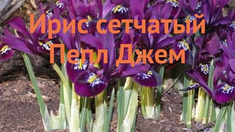 Ирис обыкновенный сетчатый Пепл Джем 🌿 обзор: как сажать, луковицы ...