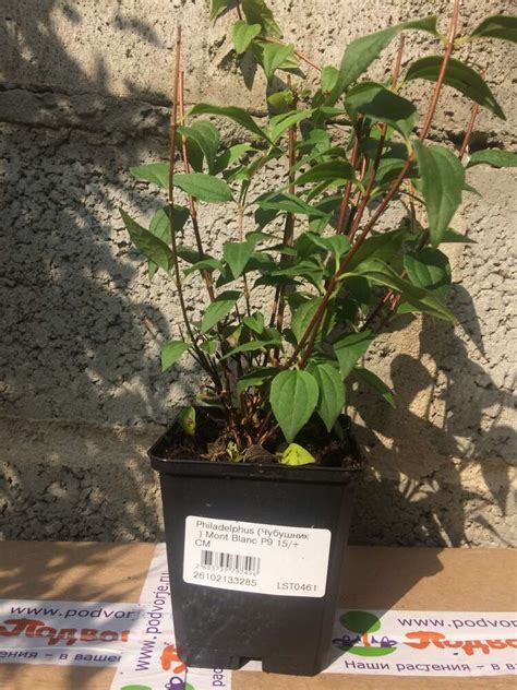 Чубушник Мон Блан (Philadelphus Mont Blanc) купить саженцы в Москве по ...