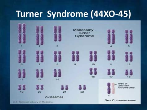 Effects Of Changes In Sex Chromosomes Number PPT