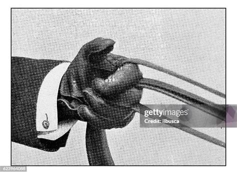 15,315 Reins Stock Photos, High-Res Pictures, and Images - Getty Images