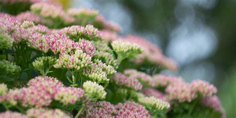 13 Plantes Qui Poussent Sans Eau Ni Arrosage Pour Le Jardin