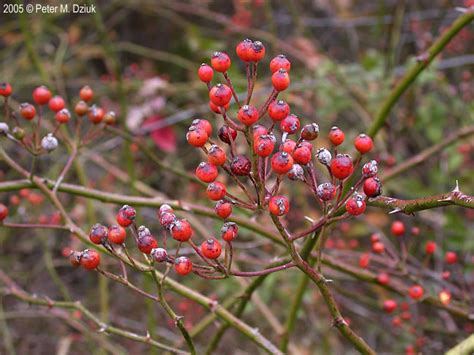 Rosa multiflora (Multiflora Rose): Minnesota Wildflowers