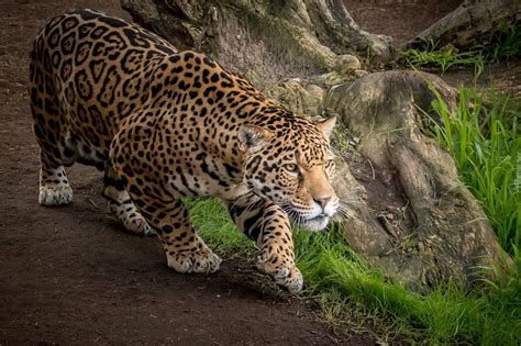 Skradający się jaguar