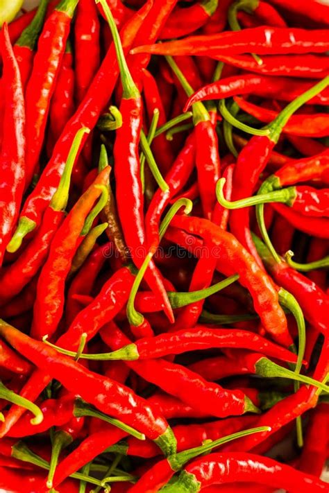 Red Hot Chilli Stock Image Image Of Country Black Chilli 27135937