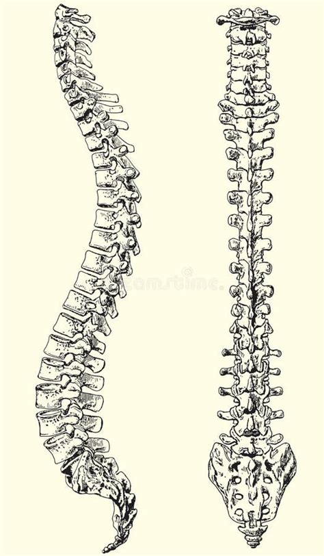 Coluna Vertebral Da Coluna Humana O Nome E A Descri O De Todos Os