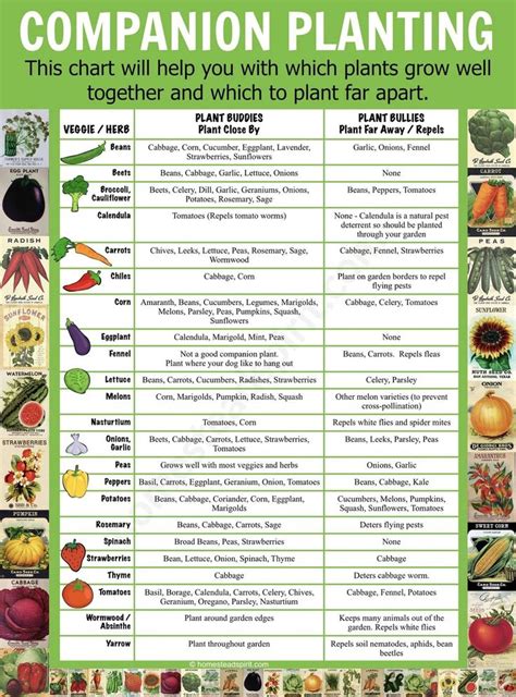 Calculate How Many Vegetables To Plant