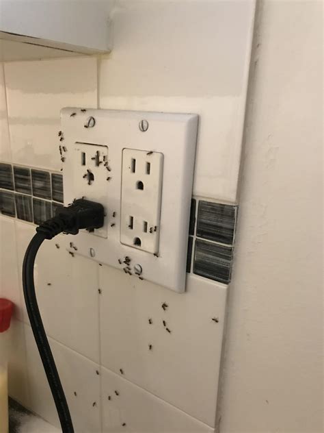 Does anyone know why these ants are doing this ? Ive tried those two