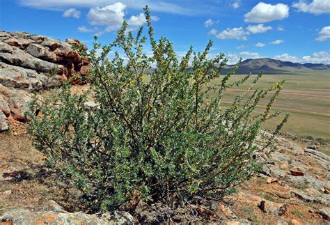 Caragana bungei - Изображение особи - Плантариум