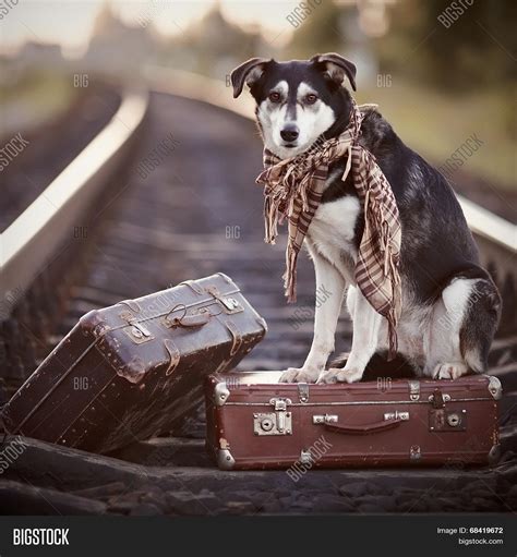 Dog Sits On Suitcase Image & Photo (Free Trial) | Bigstock