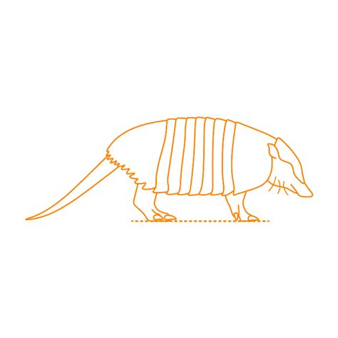 Pichi | Dwarf Armadillo (Zaedyus pichiy) Dimensions & Drawings ...