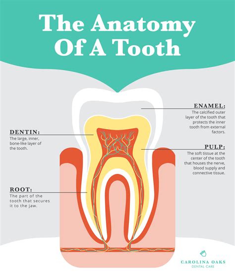 Anatomy of a Tooth - Oconee Dental Associates