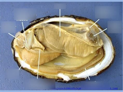 Class Bivalvia Clam Diagram Diagram Quizlet