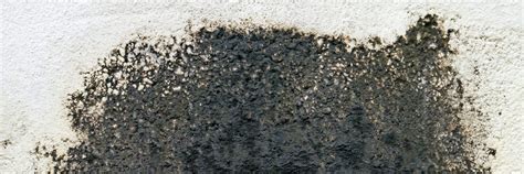 Is Black Mold Dangerous?︱The BrickKicker