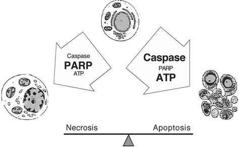 Activation And Caspase Mediated Inhibition Of PARP A Molecular Switch