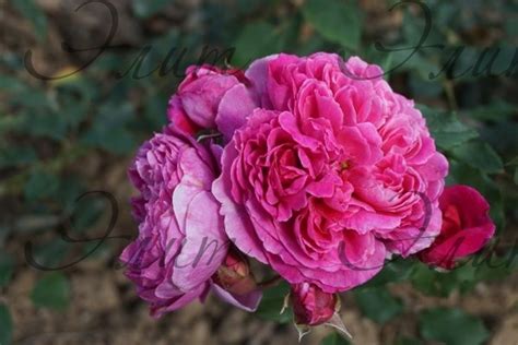 Лавандер Ваза(Lavander Vaza)