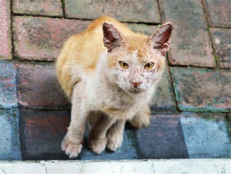 Cat Stray Sickness Free Photo On Pixabay
