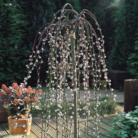 Potted Dwarf Weeping Willow Trees On Sale | Best Buy Online