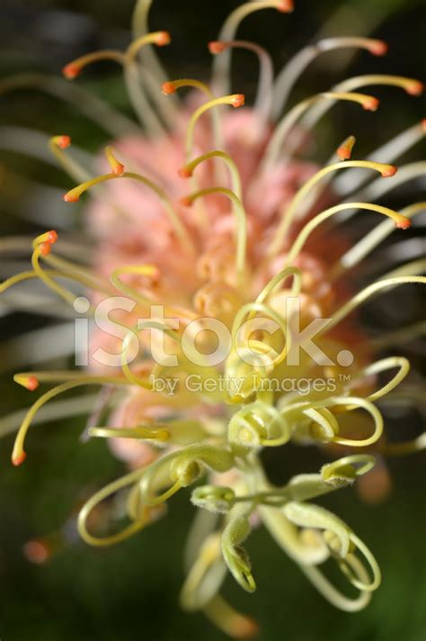 Banksia Bottlebrush Stock Photo – Royalty-Free Images | FreeImages