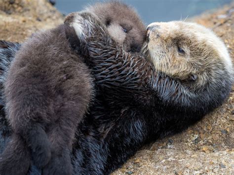 Nutria marina características alimentación hábitat y más