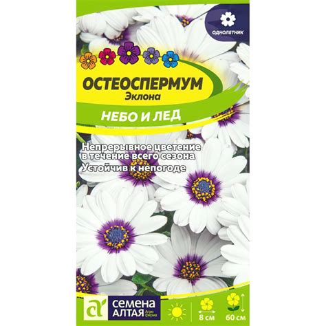 Остеоспермум Небо и Лед