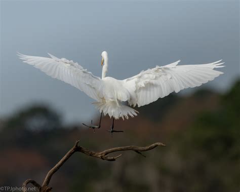 Egret Feathers And A Landing | TPJphoto.net