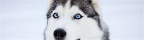 Argos Dog Training I San Diego I Services
