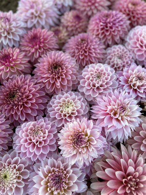 Dahlia Color Theory - Triple Wren Farms