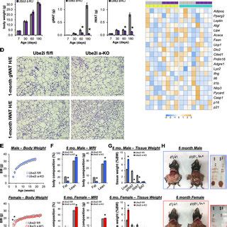 Adipocyte Specific Ube2i Deletion Impairs WAT Expansion In Male And