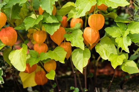 What Plants Grow Best In October? - Newsweek