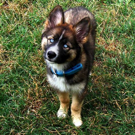 Border Collie Husky Mix For Sale
