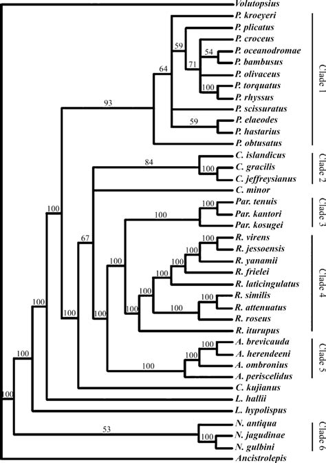 Fifty Percent Majority Rule Consensus Tree Obtained From 2624 Trees