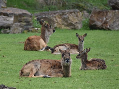 Kobus Megaceros Nile Lechwe In Zoologischer Garten Leipzig