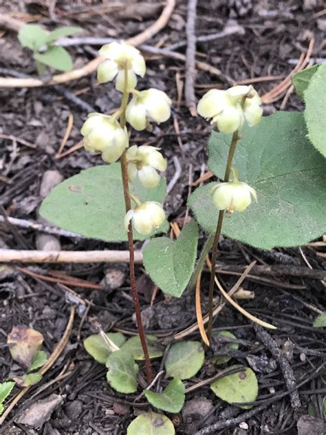 Green Flowered Wintergreen Colorados Wildflowers