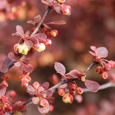 Sunjoy Really Red Barberry Plant Addicts