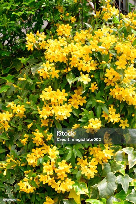 carolina jasmine gelsemium sempervirens yellow jessamine clusters