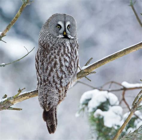 Owls In Massachusetts Birdwatching Central