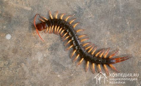 Как избавиться от сороконожек в частном доме и квартире: простые способы