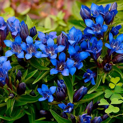 Голубые и синие цветы для украшения сада - Flowers.ua