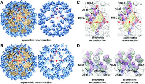 Cryo EM Reconstructions Of FabZK2B10 ZIKV Complex The Red Triangle