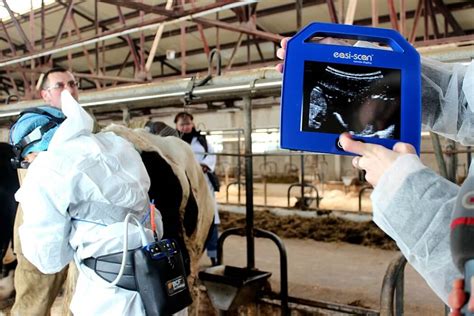 УЗИ диагностика стельности у коров - agroservice