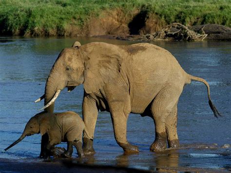 86 Elephants Poached March 15 In Chad - Business Insider