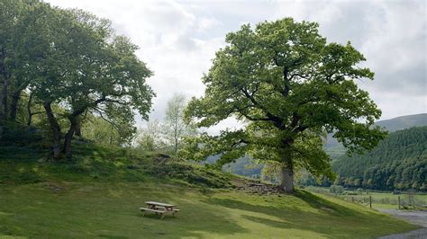 Veteran Tree Surveys And Management Of Ancient Trees Arb Innovators