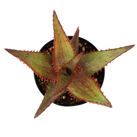Aloe Ajr Leaf And Clay®