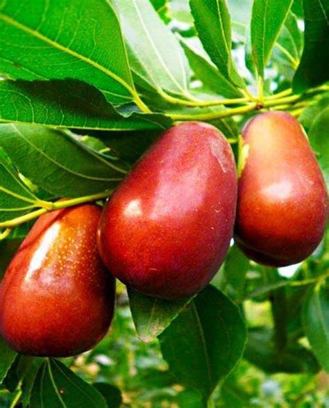 Зизифус Та-ян-цзао коричневый (черенкованный сорт, перекрестное ...