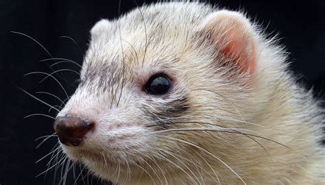 Болезни хорьков: симптомы и лечение, профилактика и витамины для хорьков