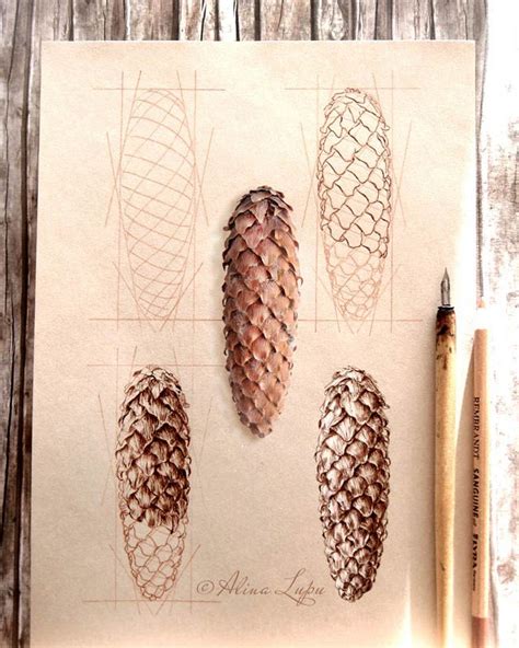 How To Draw A Cone Step By Step Art Tutorial On Patreon Botanical