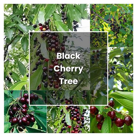 How To Grow Black Cherry Tree Plant Care And Tips Norwichgardener