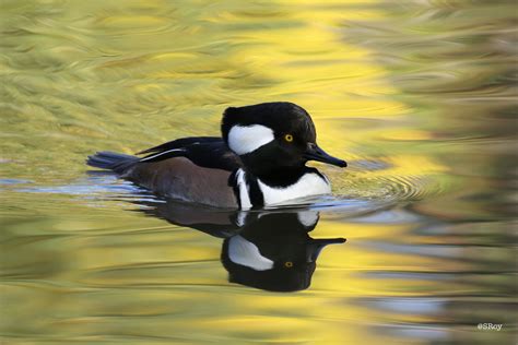 North Carolina | Duck Reflections